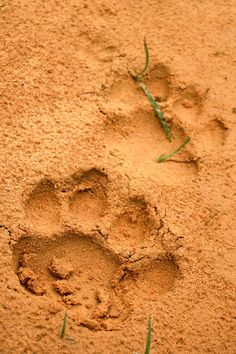 an animal's paw prints in the sand next to some green plants and grass