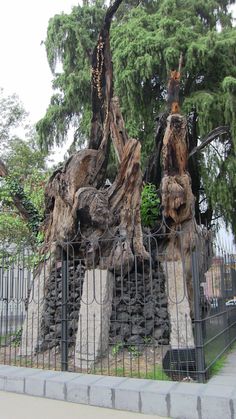 an old tree that has been cut down and is in the middle of a fence