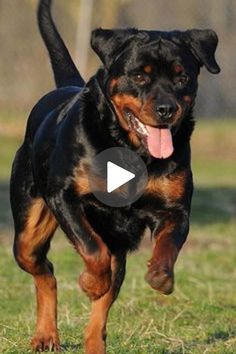 a black and brown dog running in the grass