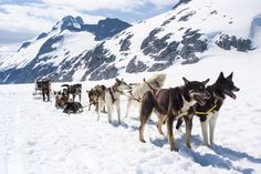 a group of dogs pulling a sled in the snow with mountains in the background