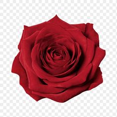 a red rose on a white background