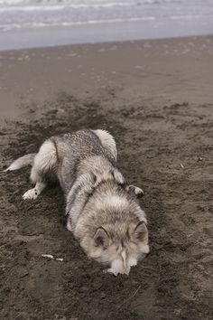 a dog laying on the beach with its head in the sand and text that reads, moon moon at the beach