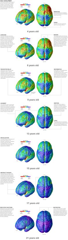 an image of the human brain with different sections and colors, including blue, green, yellow