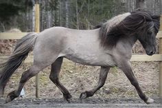 a gray horse is trotting in the dirt