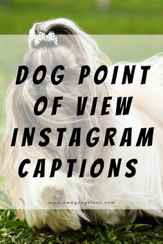 Ever wondered what your dog thinks? Share their perspective with our hilarious dog point of view Instagram captions. Dog Car Ride Captions, View Captions For Instagram, Dog Boutique Ideas, Dog Family Pictures