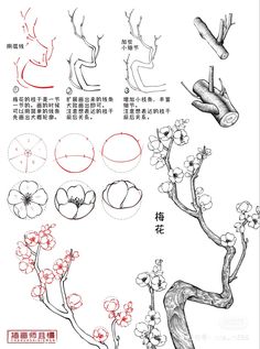 How To Draw A Bonsai Tree, Grass Blades Drawing, Chinese Sketch Drawing, Chinese Art Tutorial, Pear Tree Drawing, Flower Bush Drawing, Japanese Tree Drawing, Chinese Art Drawing, Plant Drawing Ideas