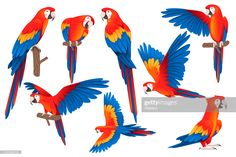 a set of colorful parrots flying in the air