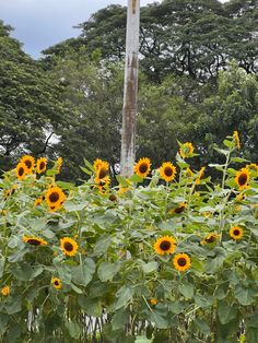 the sunflowers are blooming in the field next to the telephone pole and trees