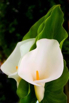 two white flowers with green leaves in the background