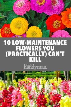 colorful flowers with the words 10 low maintenance flowers you practically can't kill