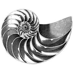 an illustration of a nautish shell in black and white on a white background