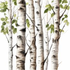 watercolor painting of white birch trees with green leaves