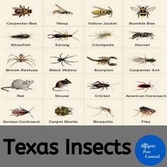 the texas insect identification poster is shown