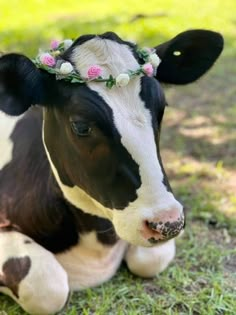 a black and white cow wearing a flower crown