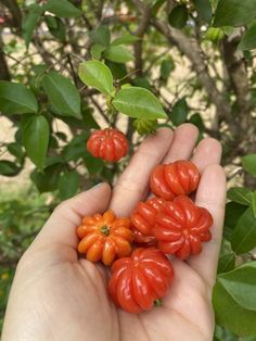 a person holding some small tomatoes in their hand