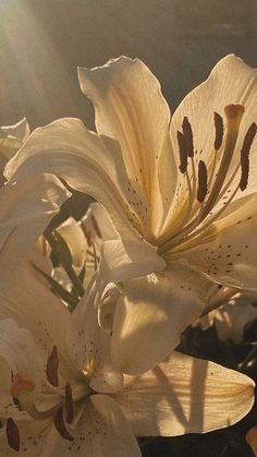 the sun shines brightly on white flowers