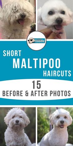 the front cover of short maltipo haircuts for dogs before and after photos