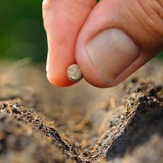 a person's finger pointing at a tiny object in the ground with dirt on it