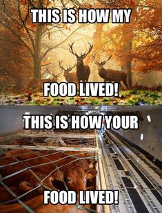 two pictures with deer in the middle and one has food on it