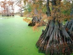 the trees are covered in green algae on the water's surface, and it is hard to tell what color they are