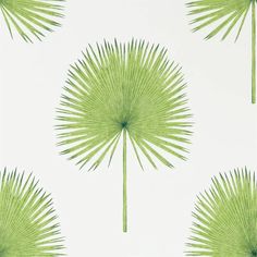 a wallpaper with green palm leaves on it's back drop in front of a white background