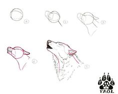 how to draw a wolf's head with different shapes and sizes, step by step