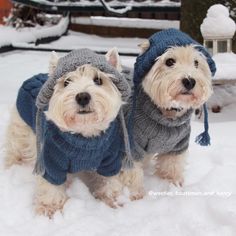 two small dogs wearing sweaters and hats in the snow, standing next to each other