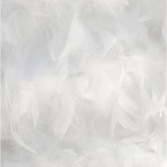 white feathers are arranged together in this close up photo