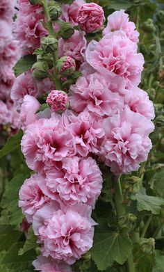 pink flowers are blooming in the garden