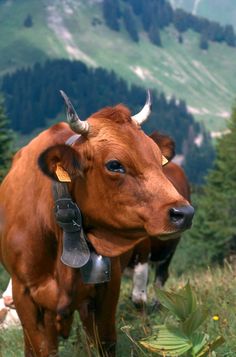 a brown cow with horns standing on top of a lush green hillside