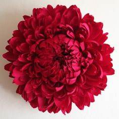 a large red flower sitting on top of a white wall