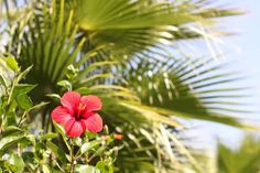 a red flower with green leaves in the foreground and blue sky in the background