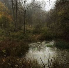 a small pond in the middle of a forest