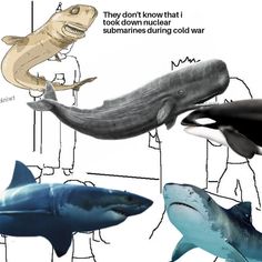 an image of different types of sharks