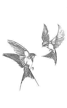 two birds flying in the air with their wings spread