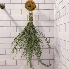 a plant hanging from the side of a white tiled wall in a shower stall,