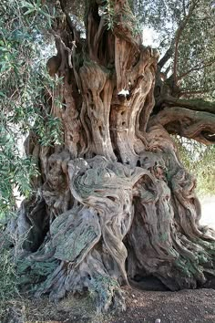 an old olive tree with very thick branches