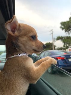 a small brown dog sitting in the passenger seat of a car looking out the window