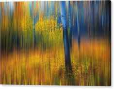 an abstract photograph of trees in the woods