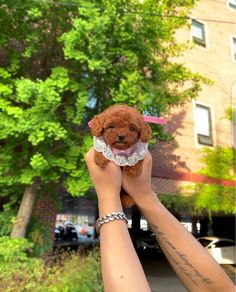 a person holding a small brown dog in their hands with trees and buildings in the background