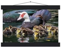 a mother duck with her babies swimming in the water, framed print on wood frame