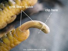 the parts of a banana are shown in this image with caption for example, pink line = quick clip here