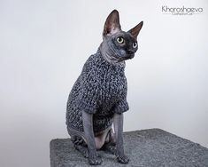 a cat sitting on top of a rock wearing a sweater and looking at the camera