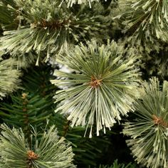 closeup of pine needles on a tree