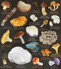 a poster with different types of mushrooms on it