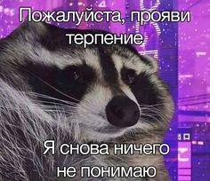 a raccoon is looking at the camera in front of a cityscape