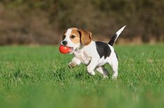 a small dog running with a red ball in its mouth and tongue out to the side