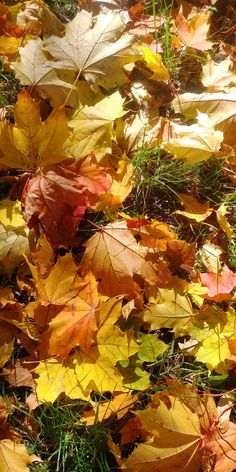 yellow and red leaves laying on the ground