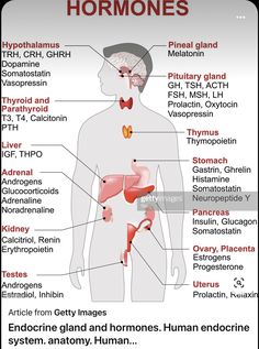 the anatomy of the human body with labels on it stock photo and royalty free images