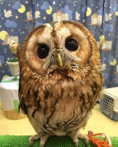 an owl sitting on top of a green rug